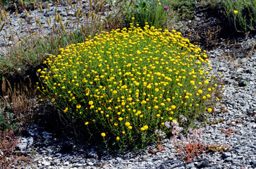 The cotton lavender plant (Santolina chamaecyparissus or S. incana) in flower