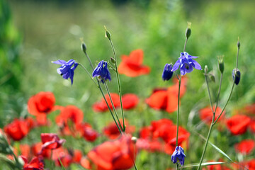 The columbine (Aquilegia vulgaris) growing among poppies
