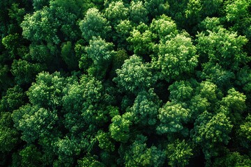 Naklejka premium Top view of a young green forest in spring or summer