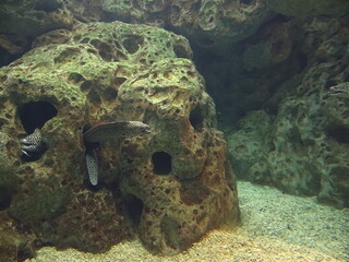 coral reef and fishes