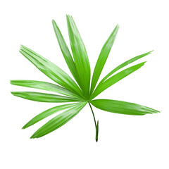 Lady Palm Leaves