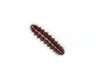 Caterpillar with hairs and spikes. Family Erebidae. Genus Coscinia