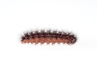 Caterpillar with hairs and spikes. Family Erebidae. Genus Coscinia