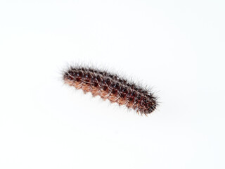 Caterpillar with hairs and spikes. Family Erebidae. Genus Coscinia
