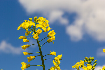 The rapeseed field blooms with bright yellow flowers on blue sky in Ukraine. Closeup