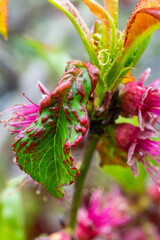 Sick leaves on the peach tree. Taphrina deformans