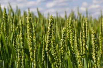 Green wheat field. Green background with wheat. Young green wheat seedlings growing on a field. Agricultural field on which grow immature young cereals, wheat
