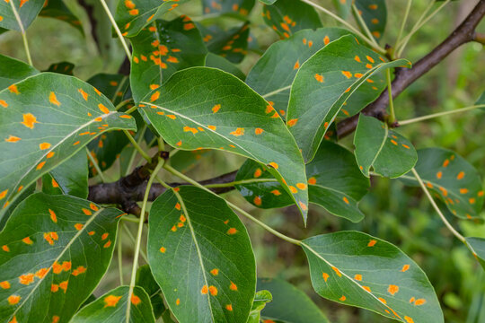 Pear leaves with pear rust infestation