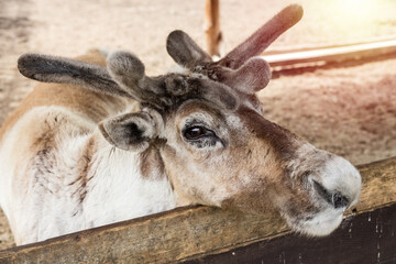 Fototapeta premium Close-up of Maral head, the true deer Cervus elaphus of the deer family. Farm animal concept