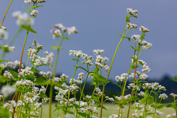 buckwheat flower on the field