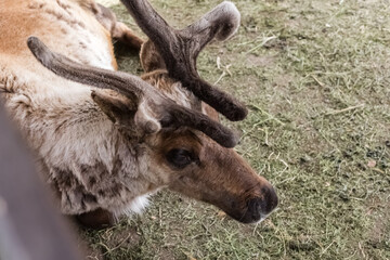 Young Maral resting on the grass. Top view. Even-toed ungulate of the deer family. Farm animal concept