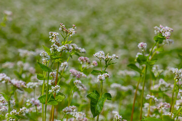 buckwheat flower on the field