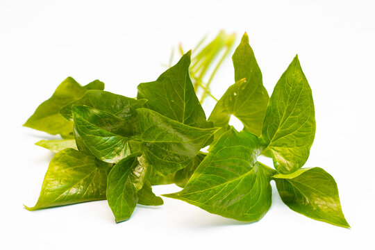 Bengal Arum or Lobed Leaf Typhonium, Kharkol pata in Bengali on a white background. 