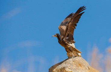 Egyptian Vulture (Neophron percnopterus) usually build their nests on the rocks and live in colonies. They have a colony in Hasankeyf, Turkey.