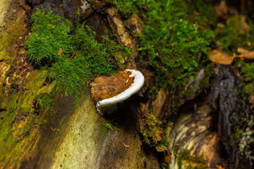 brown bear bread mushroom with white borders and green moss in the forest - Ganoderma applanatum