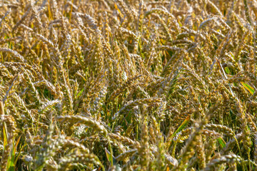 Wheat meadow. Ripe Gold Barley field in summer. Nature organic Yellow rye plant Growing to harvest. World global food with sunset in farm land autumn scene background. Happy Agricultural countryside