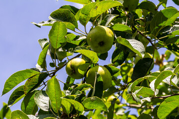 Ripe apples on the tree