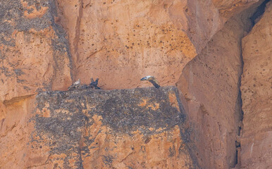 Egyptian Vulture (Neophron percnopterus) usually build their nests on the rocks and live in colonies. They have a colony in Hasankeyf, Turkey.