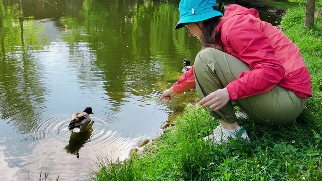 A young girl feeds ducks with dandelion leaves on a pond in a spring park.