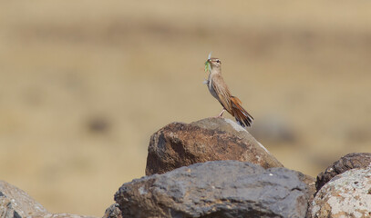 Rufous-tailed Scrub Robin (Cercotrichas galactotes) is a songbird that lives in suitable habitats in Asia, Europe and Africa. It is common in Turkey.