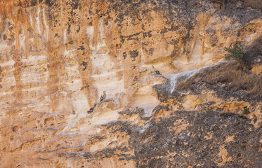 Egyptian Vulture (Neophron percnopterus) usually build their nests on the rocks and live in colonies. They have a colony in Hasankeyf, Turkey.