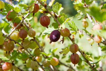The gooseberry shrub with Red berries getting ripe in the sun