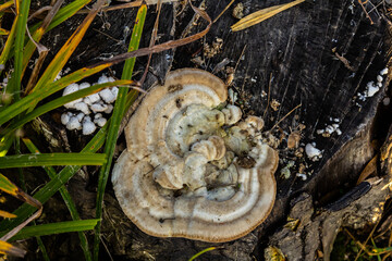 Fomes fomentarius mushroom on the trunk of an old poplar on a summer day