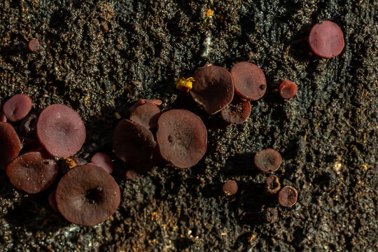 group much fungus on trunk Ascocoryne sarcoides