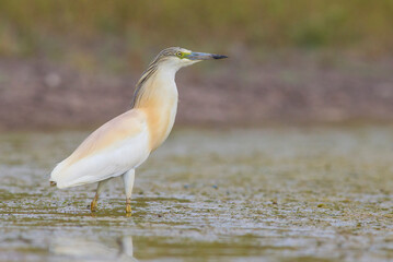 Squacco Heron (Ardeola ralloides) is a common species living in wetlands.