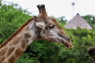 Close up head giraffe in the garden