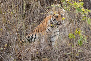 Tiger cub. The Bengal tiger from Indian forests