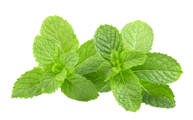 green mint leafs isolated on transparent png