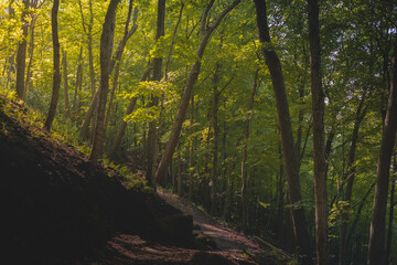 Evening Hiking Trail in La Crosse Wisconsin