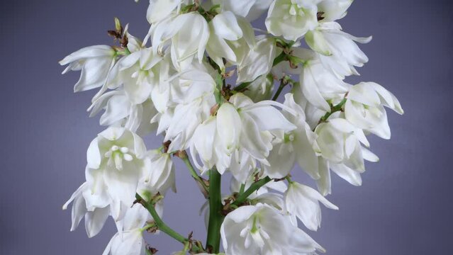White Flowers of Yucca Filamentosa Plant Blooming in Time Lapse on a Gray Background. Delicate Campanulate Flowers of Yucca Close-up Wilting