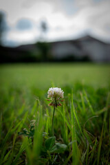 芝生の中の一凛のシロツメクサ