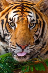 Naklejka premium Indochinese tiger or Corbett's tiger (Panthera tigris corbetti), Thailand