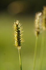 caterpillar on a plant