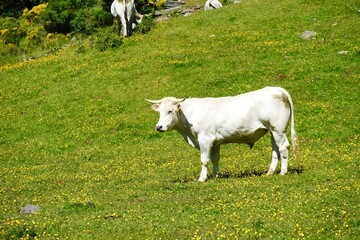White cow grazing in the green meadow.
