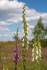 Digitalis purpurea, better known as foxglove