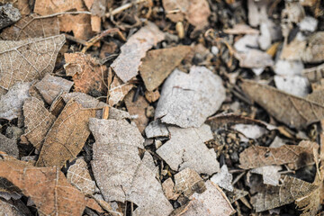 Stacks of dry leaves in a mesh container that will be used as compost material. Go Green and Organic Farming concept.