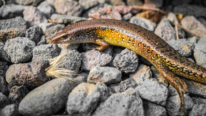 Close up photo of Brown indian sun skink sunbathing on a rock. Common garden lizard laid on the rocky ground. Concept for World Animal Day.