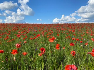 field of poppies