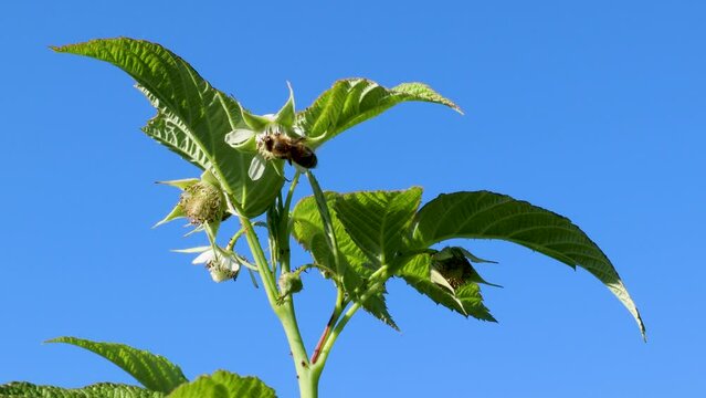 Honey bee is pollinating white flowers on a raspberry plant with a blue sky background