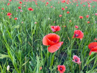 Obraz premium field of poppies