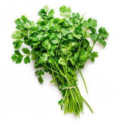 Obraz premium A bunch of fresh, green cilantro with dewy leaves, isolated on white background