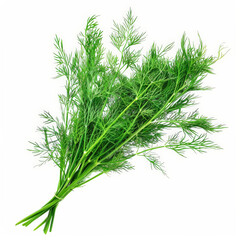 A bunch of fresh, green dill with feathery fronds, isolated on white background