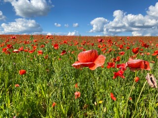 field of poppies and sky