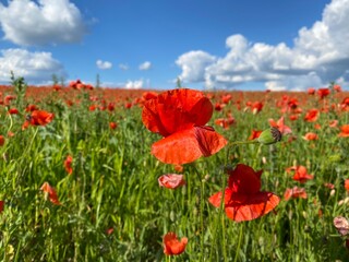 field of poppies
