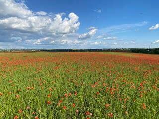 field of poppies and sky