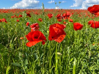 field of poppies
